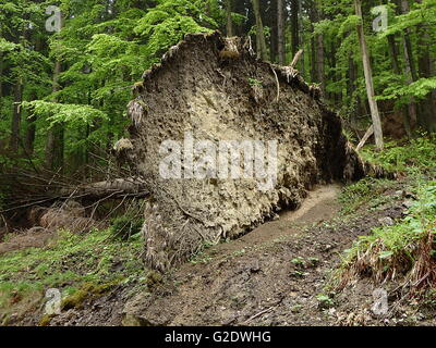 Wurzeln der einen umstürzenden Baum gefallenen Fichte Stockfoto