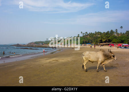 Eine Kuh Wandern auf kleinen Vagator Strand in Goa, Indien Stockfoto