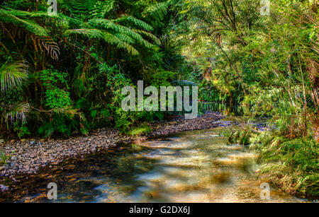 Bush und Stream in den Waitakere Ranges in der Nähe von Auckland. Stockfoto
