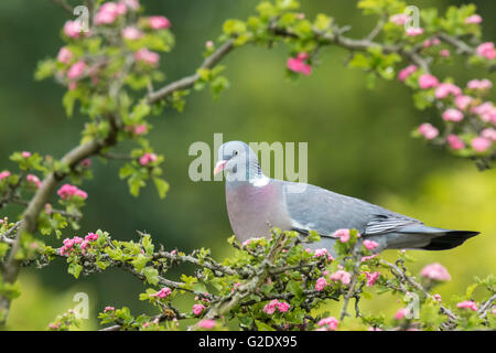 Nahaufnahme einer Ringeltaube Columba Palumbus, thront in einen Baum essen rosa Blüten im Frühling Stockfoto