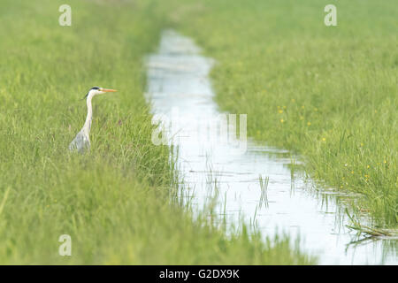 Great Blue Heron (Ardea Herodias) auf der Suche nach Nahrung in Grünland in der Nähe von einem kleinen Wasserstrom Stockfoto