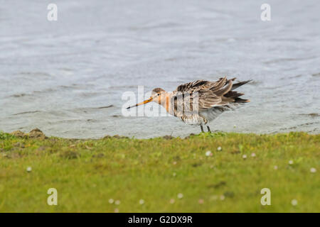 Eine Uferschnepfe (Limosa Limosa) seine Federn in eine Wiese mit Rasen und Blumen in der Nähe von Wasser auf eine Bri Flusen in Nahaufnahme Stockfoto