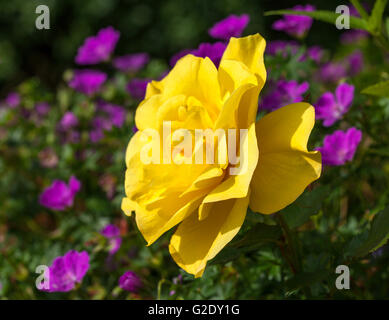 Nahaufnahme, Makro eine gelbe Rose in einem Garten. Violette Blumen im Hintergrund. Wassertropfen, Tau auf der Blume. Stockfoto