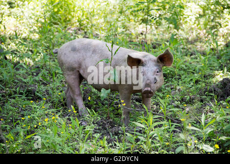 Serbien - Hausschwein (Sus Scrofa) frei Wandern im Wald Stockfoto