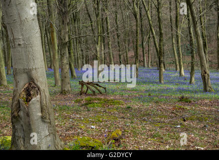 Bluebell Holz. Kentish Holz im Frühjahr, dem Waldboden übersät mit Glockenblumen. Stockfoto