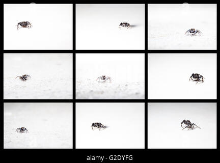 Der Jumping spider Stockfoto