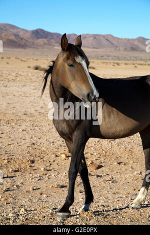 Wild Desert Pferde von Garub Plains in Österreich, Namibia Stockfoto