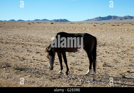 Wild Desert Pferde von Garub Plains in Österreich, Namibia Stockfoto