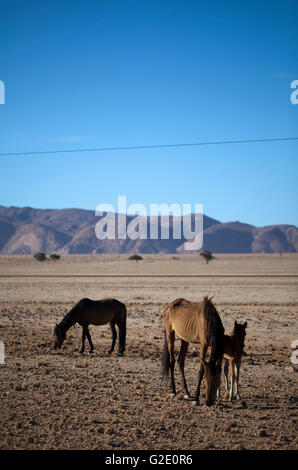 Wild Desert Pferde von Garub Plains in Österreich, Namibia Stockfoto