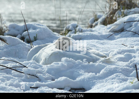 Mute Swan (Cygnus Olor) auf dem Nest im Schnee, Schnabel im Gefieder, Allgäu, Bayern, Deutschland Stockfoto