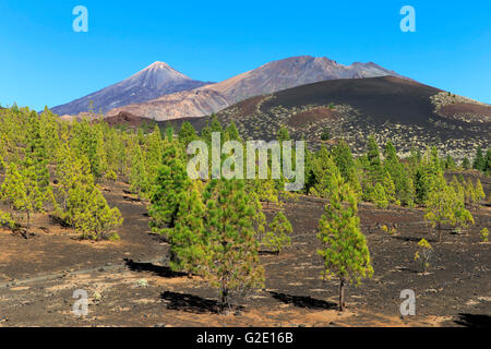 Mount Tiede, Vulkan Pico Viejo, Nationalpark Teide, Kanarische Inseln, Teneriffa, Spanien Stockfoto