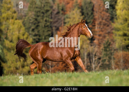 Hannoveraner, Fuchs, braun oder rötlich Fell, trabt im Herbst auf einer Wiese vor der herbstlichen Wälder, Tirol, Österreich Stockfoto