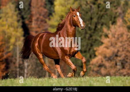 Hannoveraner, Fuchs, braun oder rötlich Fell, Galopp im Herbst auf einer Wiese vor der herbstlichen Wälder, Tirol, Österreich Stockfoto