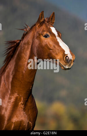 Hannoveraner, Fuchs, braun-rötlichen Fell, Tier Portrait, Tirol, Österreich Stockfoto