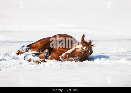 Hannoveraner Pferd, braun, rötlich Fuchspelz, wälzen im Schnee, Tirol, Österreich Stockfoto