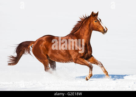 Hannoveraner Pferd, braun, rötlich Fuchspelz, Galopp im Schnee, Tirol, Österreich Stockfoto