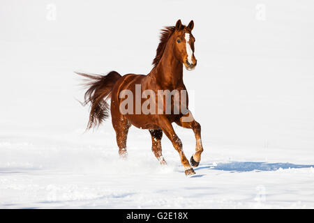 Hannoveraner Pferd, braun, rötlich Fuchspelz, Galopp im Schnee, Tirol, Österreich Stockfoto