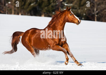 Hannoveraner Pferd, braun, rötlich Fuchspelz, Galopp im Schnee, Tirol, Österreich Stockfoto