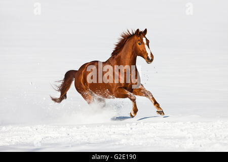 Hannoveraner Pferd, braun, rötlich Fuchspelz, Galopp im Schnee, Tirol, Österreich Stockfoto