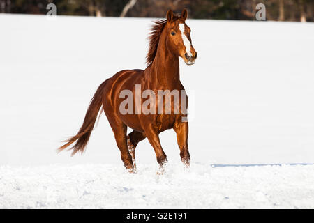 Hannoveraner Pferd, braun, rötlich Fuchspelz, trabt im Schnee, Tirol, Österreich Stockfoto