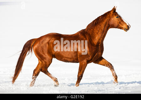 Hannoveraner Pferd, braun, rötlich Fuchspelz, trabt im Schnee, Tirol, Österreich Stockfoto