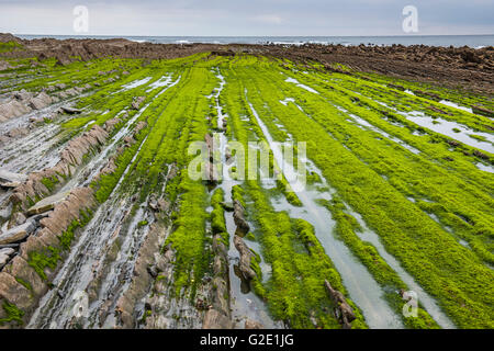 Flysch, verschiedene Gesteinsschichten, kantabrischen Küste, Deba, Baskisches Land, Spanien Stockfoto