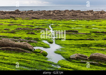 Flysch, verschiedene Gesteinsschichten, kantabrischen Küste, Deba, Baskisches Land, Spanien Stockfoto