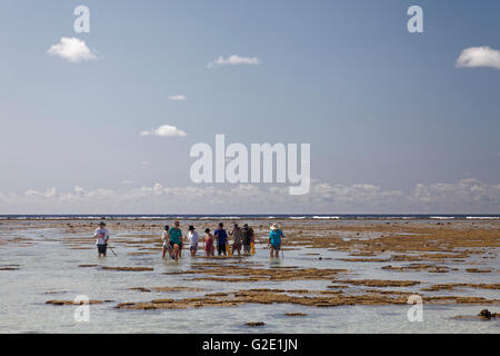 Touristen beobachten Sie Tiere in Felsenpools, bei Ebbe am Riffdach, Lady Elliot Island, Queensland, Pazifik, Australien Stockfoto