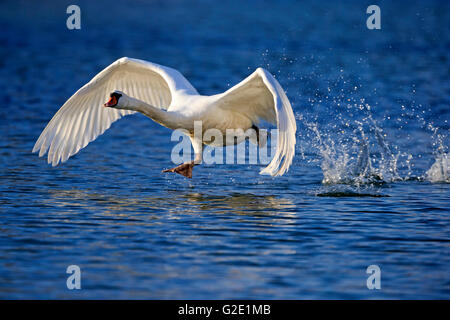 Höckerschwan (Cygnus Olor) die Flucht aus dem Wasser, Deutschland Stockfoto