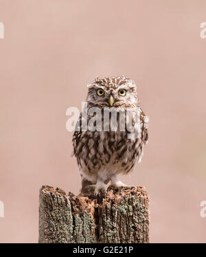 Wilde Adult Steinkauz (Athene Noctua) thront auf hölzernen Zaunpfosten Stockfoto