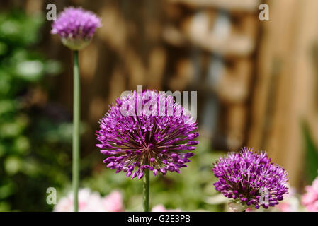 Allium Hollandicum Purple Sensation, niederländische Knoblauch Stockfoto