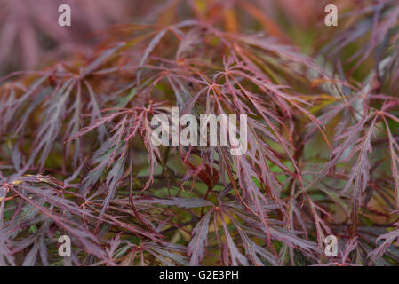 Acer Palmatum Atropurpureum Dissectum Stockfoto