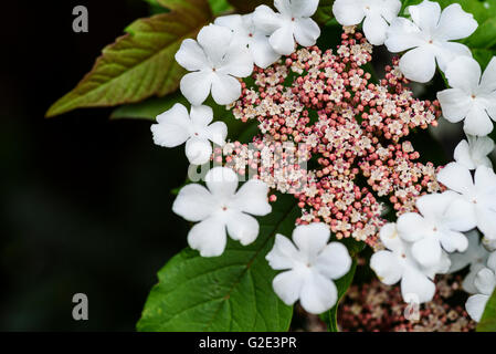 Viburnum Sargentii Onondaga, Caprifoliaceae Stockfoto