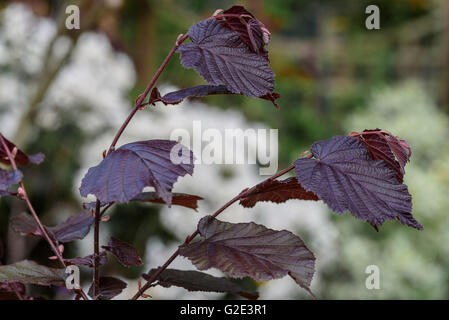 Corylus Maxima Purpurea Stockfoto