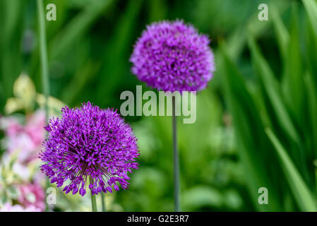 Allium Hollandicum Purple Sensation, niederländische Knoblauch Stockfoto