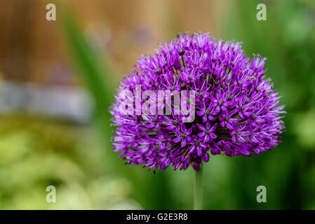 Allium Hollandicum Purple Sensation, niederländische Knoblauch Stockfoto