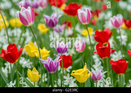 Bereich der Tulpen blühen rot, gelb, lila und weißen Narzissen auf dem grünen Rasen sonnenbeschienenen Stockfoto