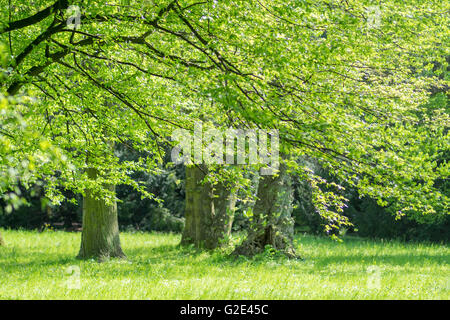 Frische grüne Feder Baldachin und Rasen im Frühjahr Sonnenlicht Stockfoto