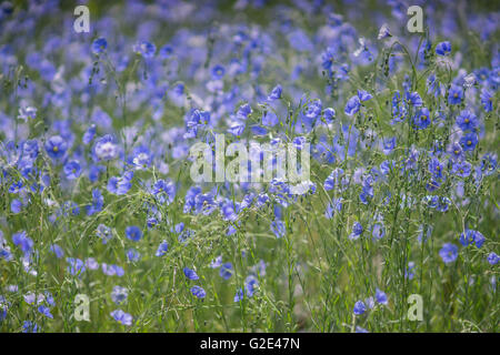 Linum Austriacum asiatischen Flachs in voller Blüte Stockfoto