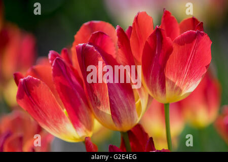 Drei sonnendurchflutete rote und gelbe Tulpen hautnah Stockfoto