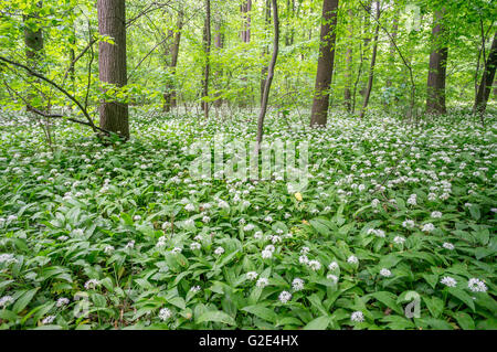 Bärlauch Masse Blüte Alium Ursinum im Unterholz der Mai Wald Stockfoto