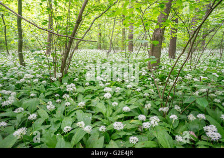 Bärlauch Masse Blüte Alium Ursinum im Unterholz der Mai Wald Stockfoto