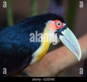 Bunte Tucan in freier Wildbahn Stockfoto