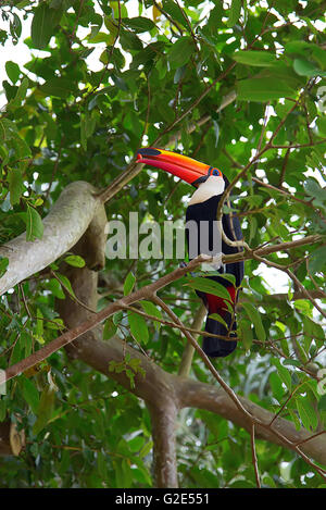 Bunte Tucan in freier Wildbahn Stockfoto