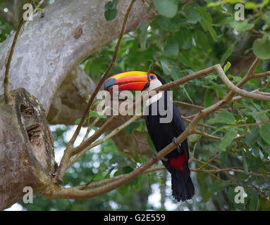 Bunte Tucan in freier Wildbahn Stockfoto