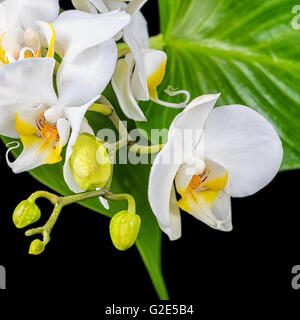 schöne blühende weiße Orchidee Blume, Phalaenopsis und grüne Blätter auf isolierte schwarzen Hintergrund ist Stockfoto