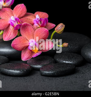 wunderschöne Spa-Konzept des blühenden Zweig rote Orchidee Blume, Phalaenopsis mit Wasser fällt auf Zen Basaltsteinen, Nahaufnahme Stockfoto