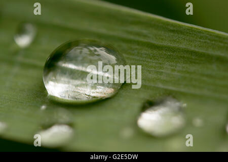 Tautropfen auf Iris Blatt closeup Stockfoto