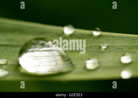 Tautropfen auf Iris Blatt closeup Stockfoto