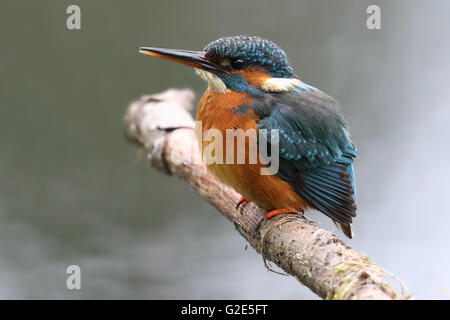 Weibliches Wild Eisvogel (Alcedo Atthis) saß auf Filiale Barsch. Bei Morton Seen, Fife, Schottland genommen. Stockfoto